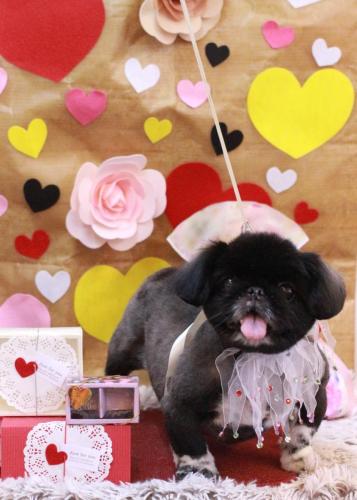 20230204つきみちゃん